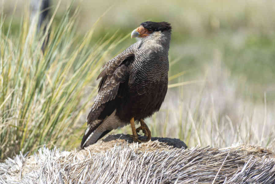 Carancho Austral - islas Falkland o Malvinas 01.jpg